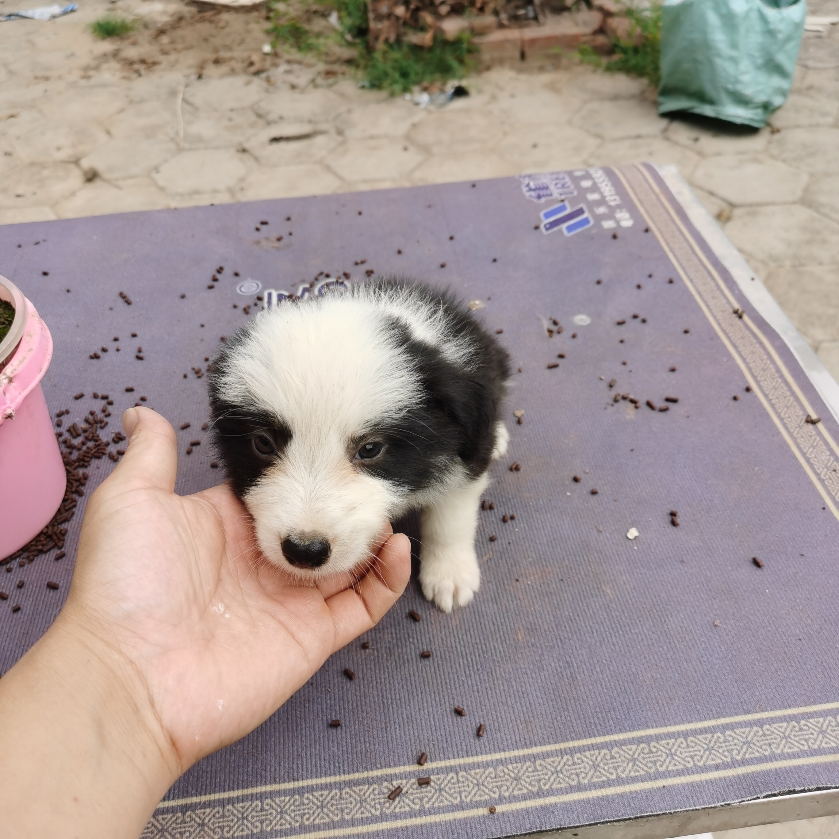 边境牧羊犬